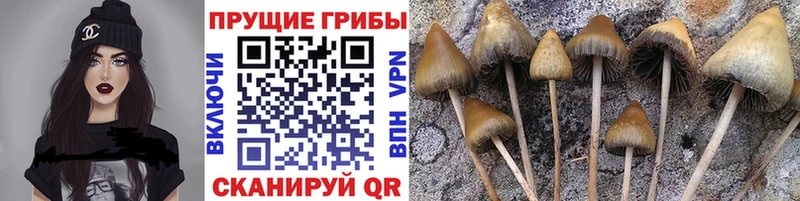 Галлюциногенные грибы ЛСД  Берёзовский 